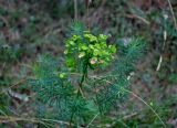 Euphorbia cyparissias. Верхушка отплодоносившего растения. Сербия, горный массив Златибор, гора Шарган, железная дорога Шарганская восьмёрка, сухой склон, опушка сосняка. 12.07.2019.