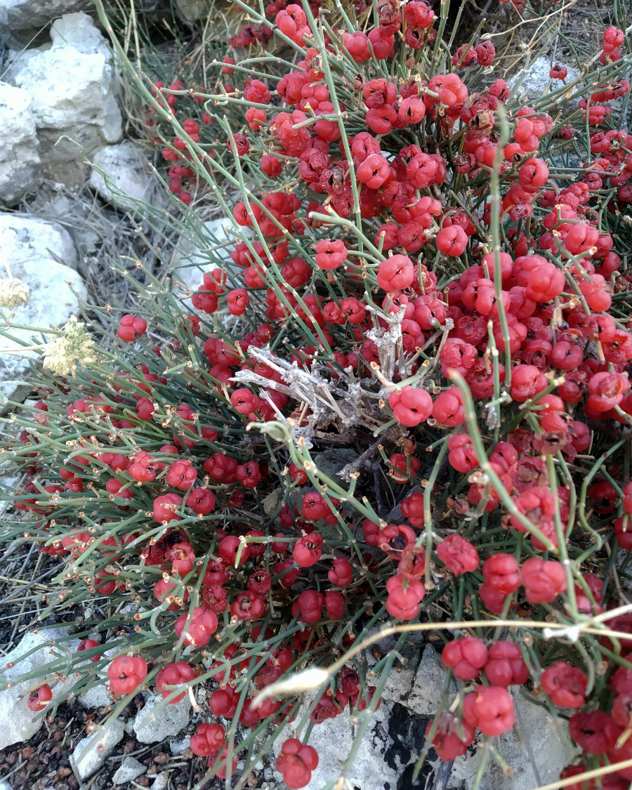 Image of Ephedra distachya specimen.