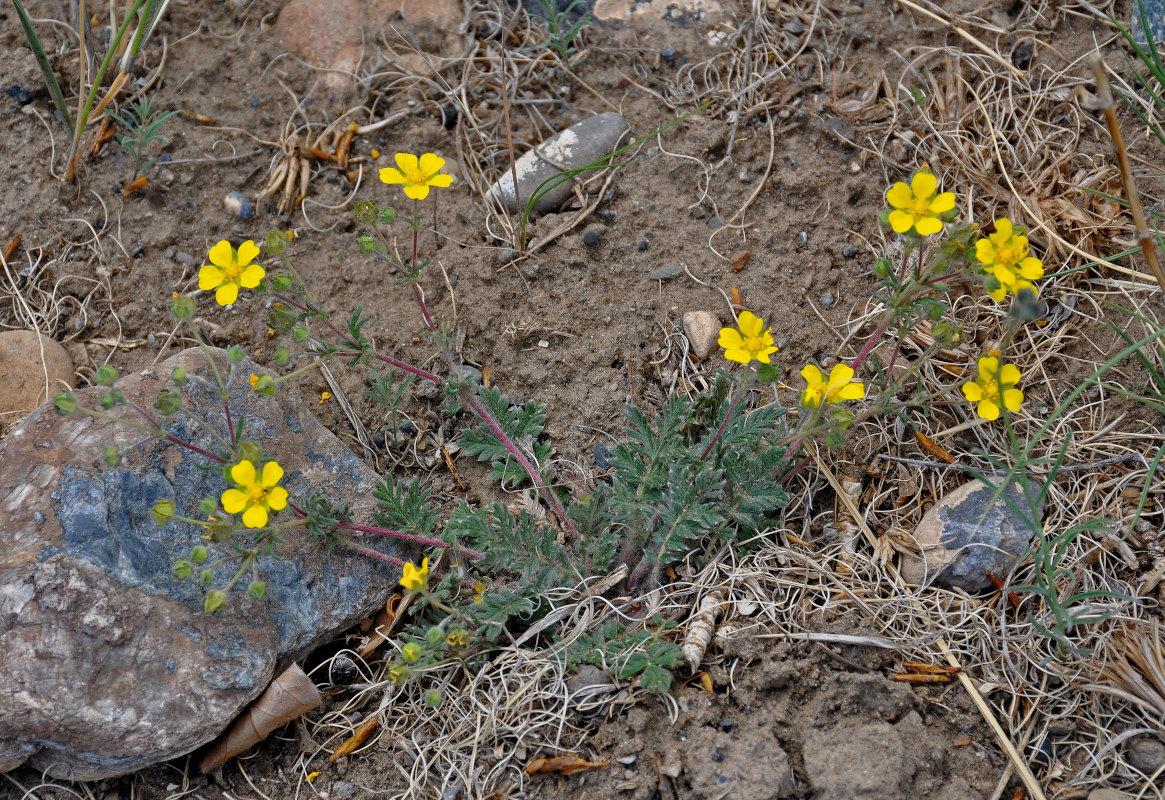 Изображение особи род Potentilla.