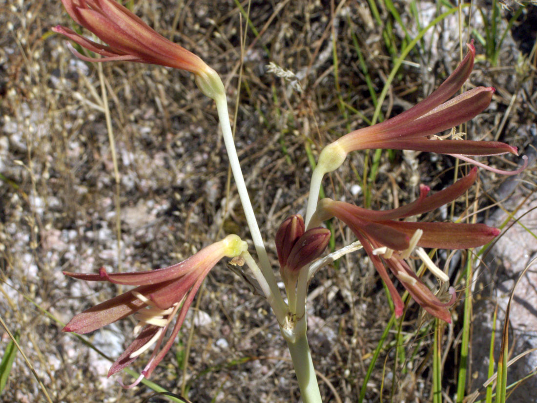 Image of Ungernia sewerzowii specimen.