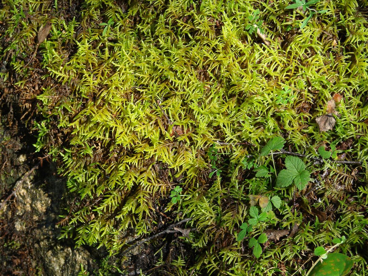 Pleurozium schreberi в лесу