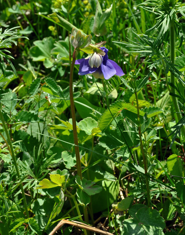 Image of Aquilegia sibirica specimen.