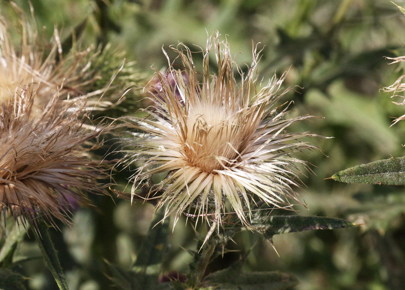 Изображение особи Cirsium vulgare.