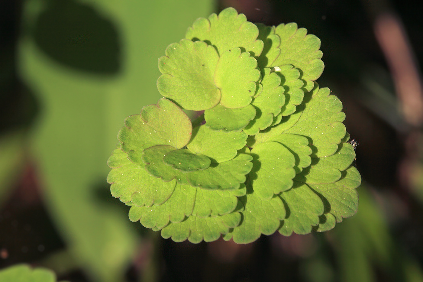 Image of Thalictrum aquilegiifolium specimen.