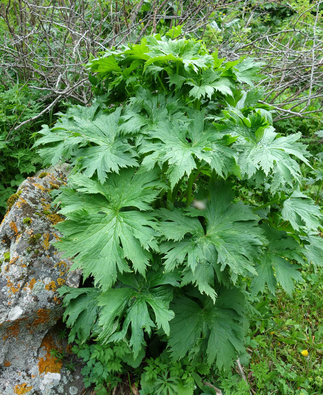 Изображение особи Aconitum leucostomum.