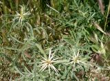Centaurea iberica