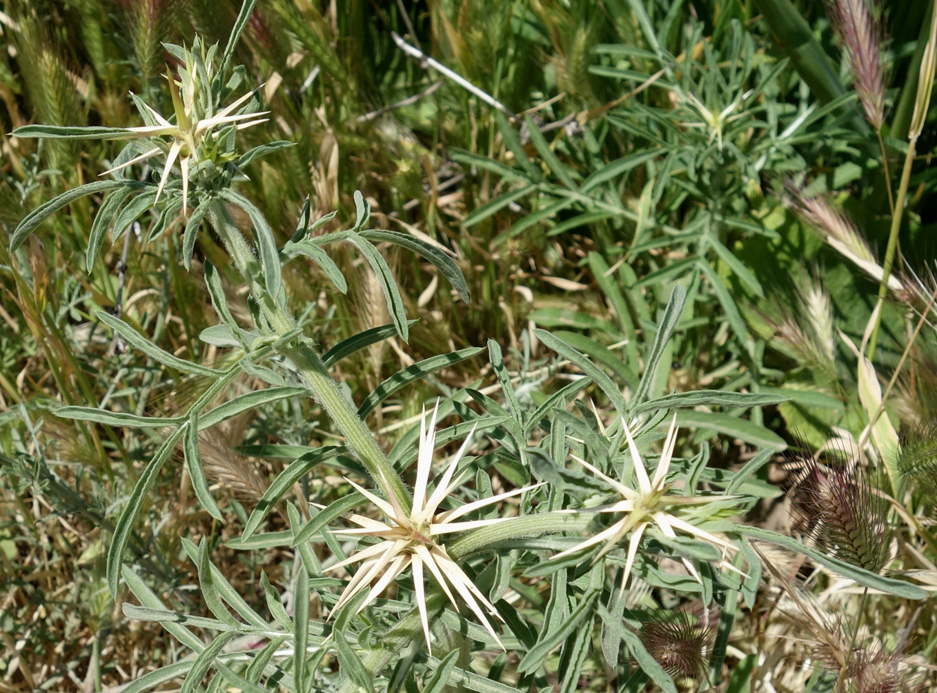 Изображение особи Centaurea iberica.