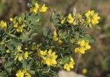Coronilla valentina ssp. glauca