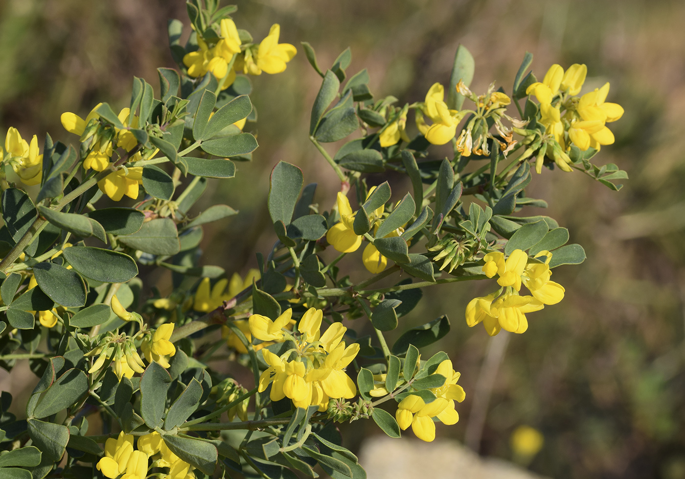 Изображение особи Coronilla valentina ssp. glauca.