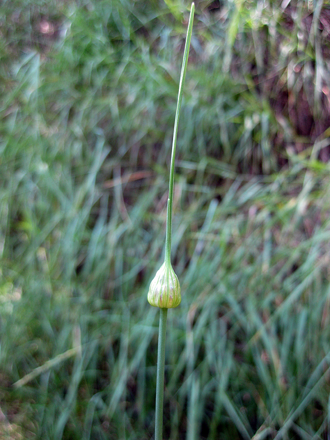 Изображение особи Allium oleraceum.