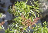 Pistacia terebinthus. Верхушка плодоносящего растения. Испания, Каталония, пров. Жирона, комарка Ла-Гарроча, муниципалитет Салес-де-Льерка, скальный берег реки. 29.09.2019.
