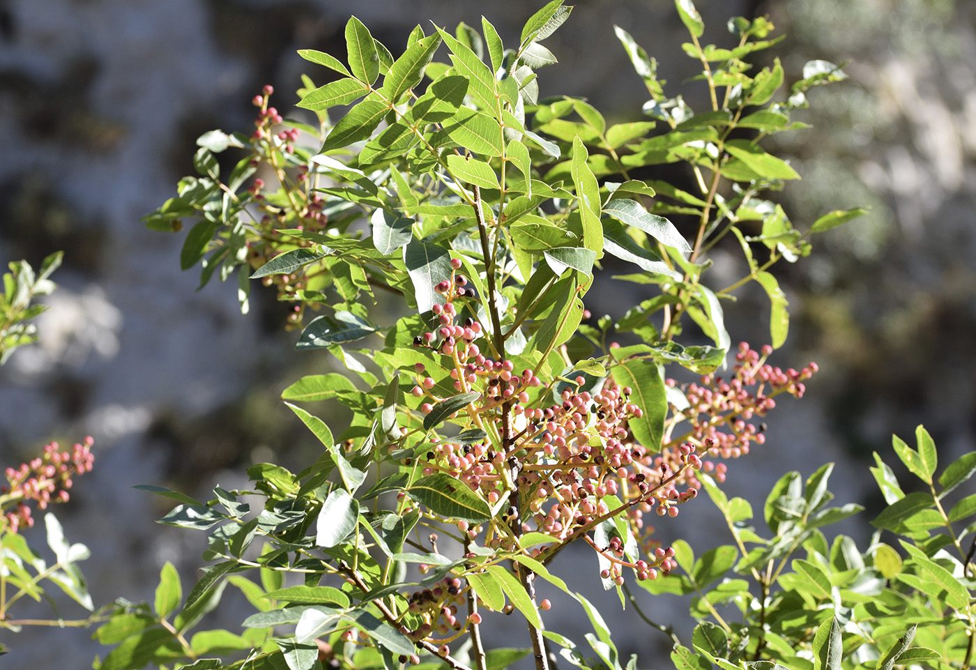 Изображение особи Pistacia terebinthus.