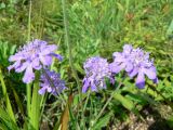 Scabiosa lachnophylla