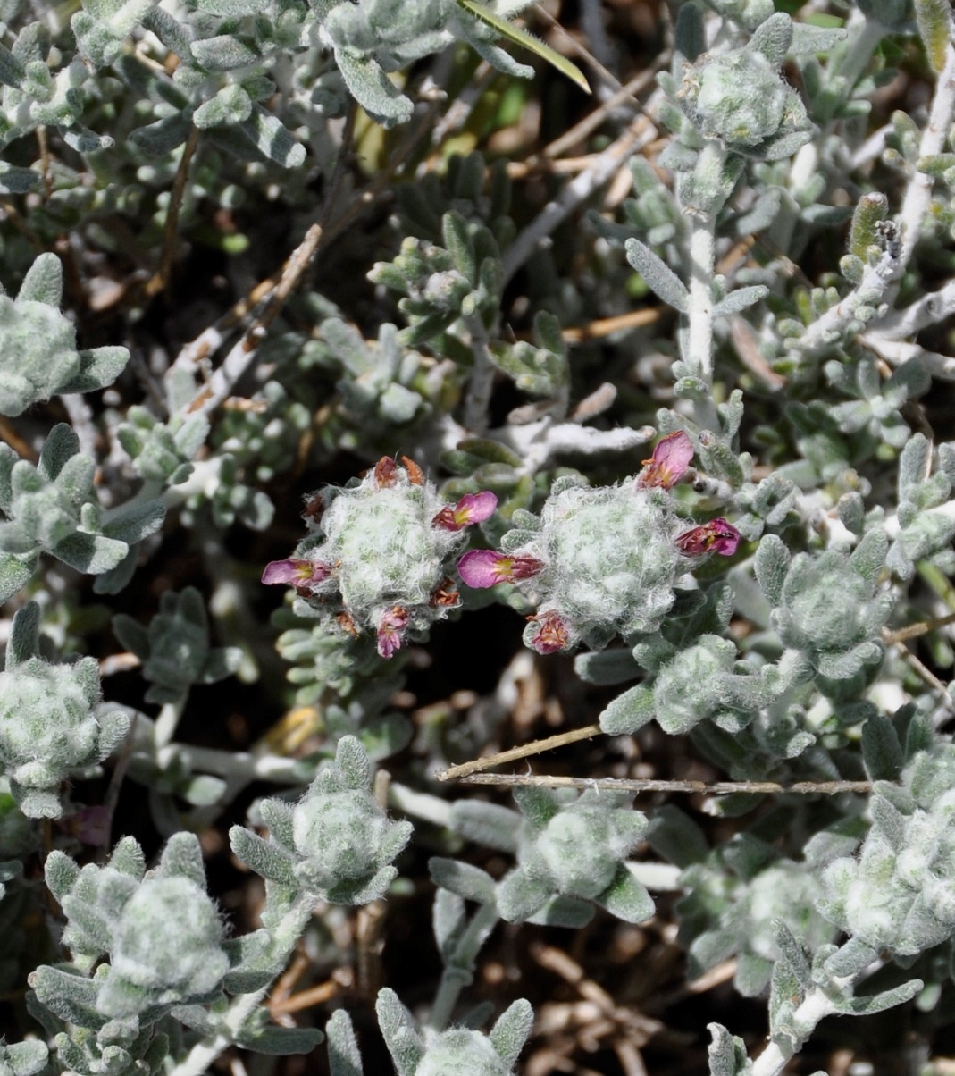 Image of Teucrium micropodioides specimen.