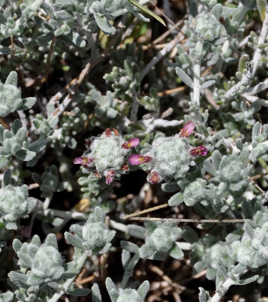 Изображение особи Teucrium micropodioides.