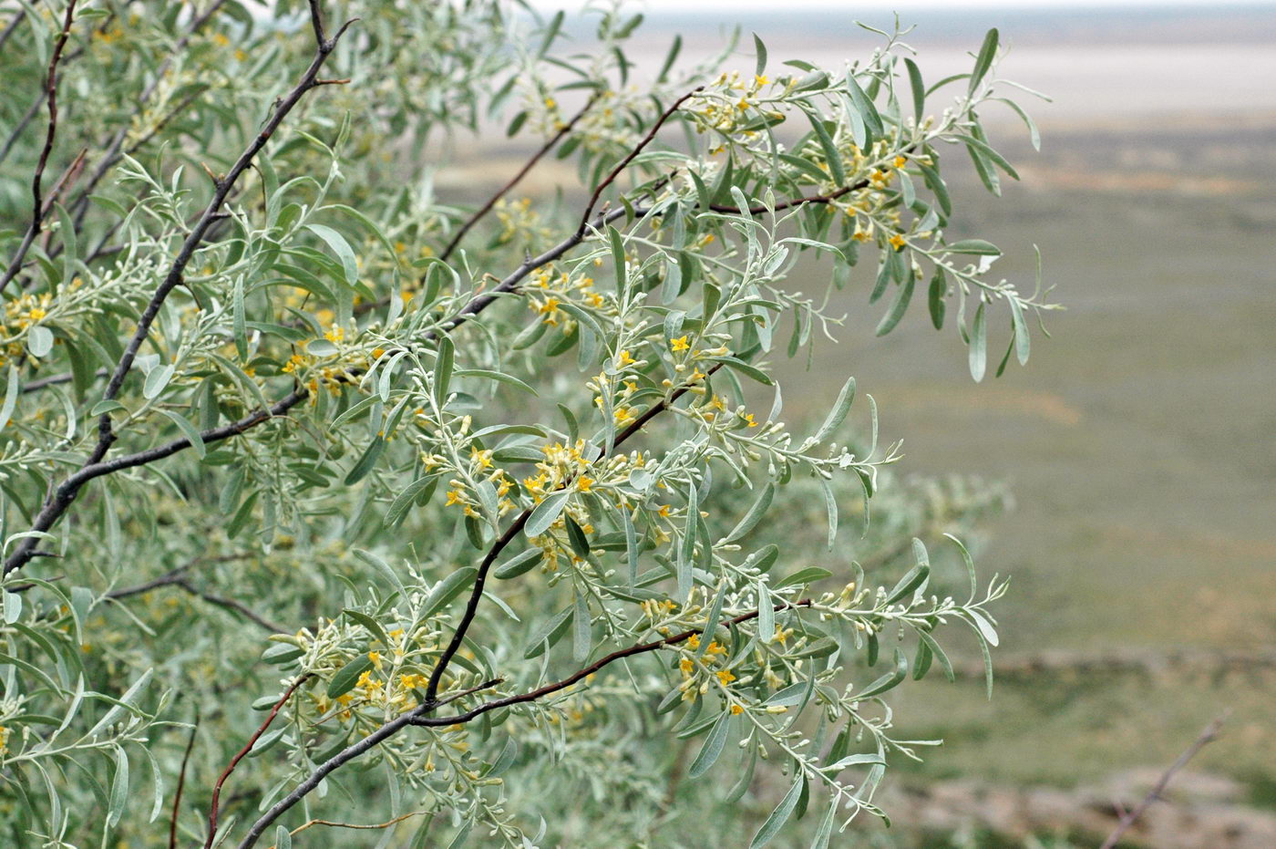 Изображение особи Elaeagnus oxycarpa.