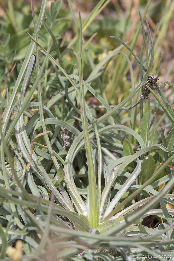 Image of genus Scorzonera specimen.