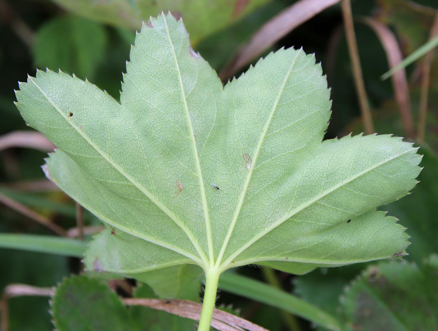 Изображение особи Alchemilla xanthochlora.