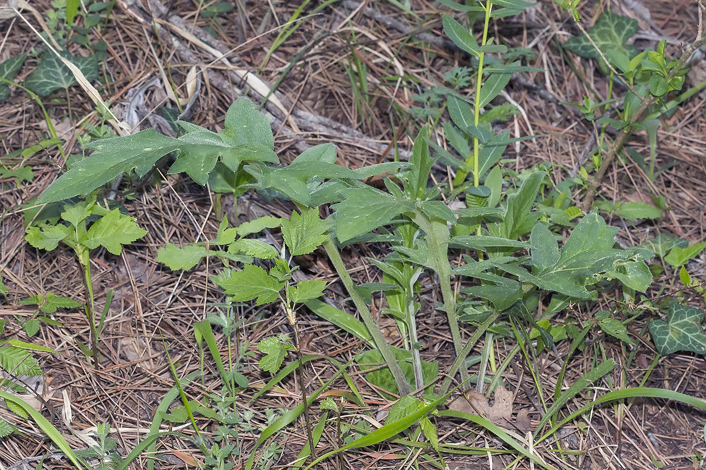 Изображение особи семейство Asteraceae.