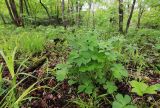 Sanicula rubriflora. Расцветающее растение. Приморский край, окр. г. Владивосток, долинный ясеневый лес. 19.05.2020.