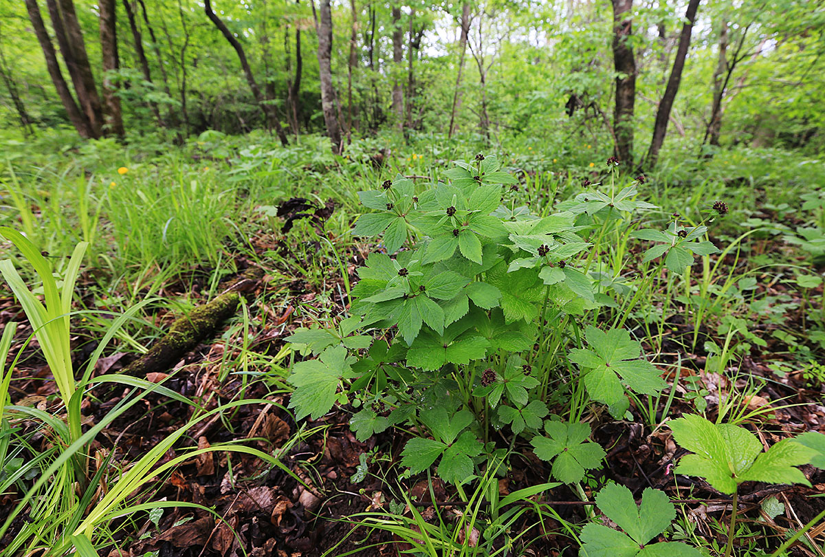 Изображение особи Sanicula rubriflora.