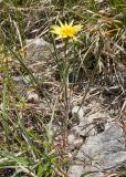 Tragopogon brevirostris