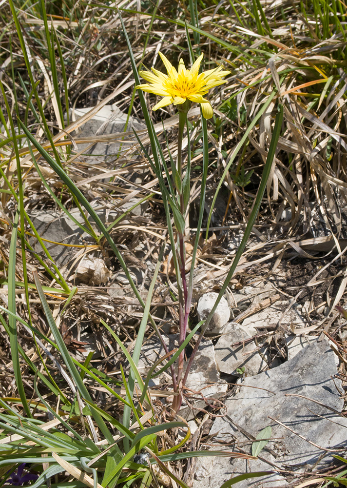 Изображение особи Tragopogon brevirostris.