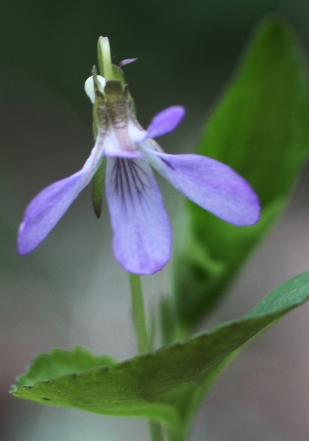 Изображение особи Viola sacchalinensis.