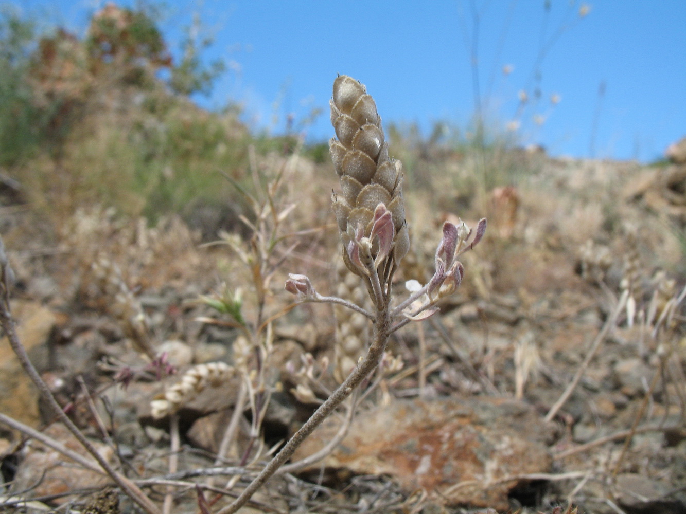 Image of Alyssum stenostachyum specimen.