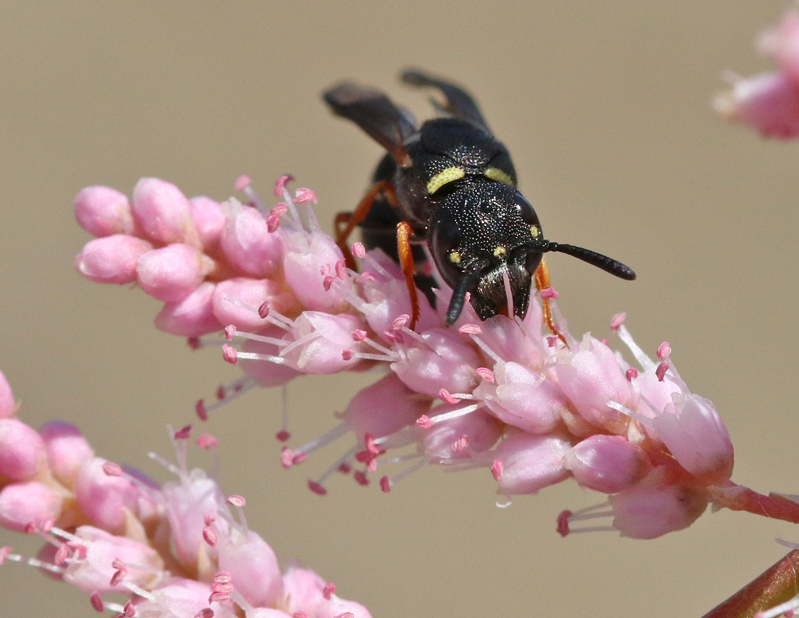 Image of Tamarix ramosissima specimen.