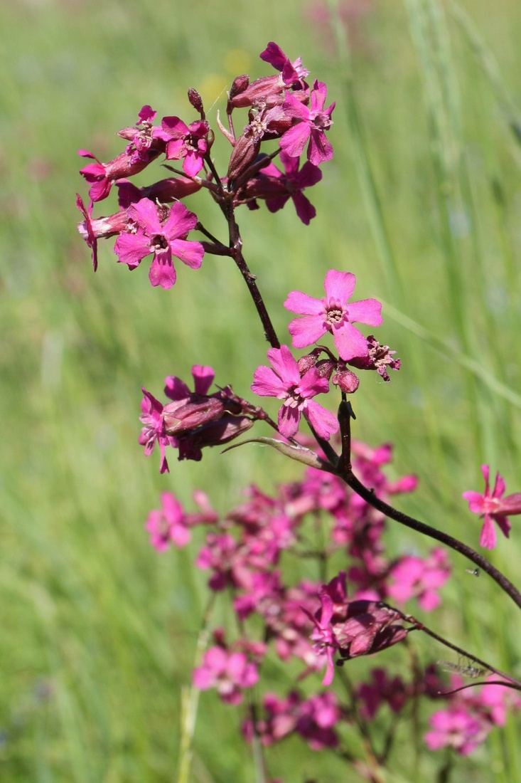 Изображение особи Viscaria vulgaris.