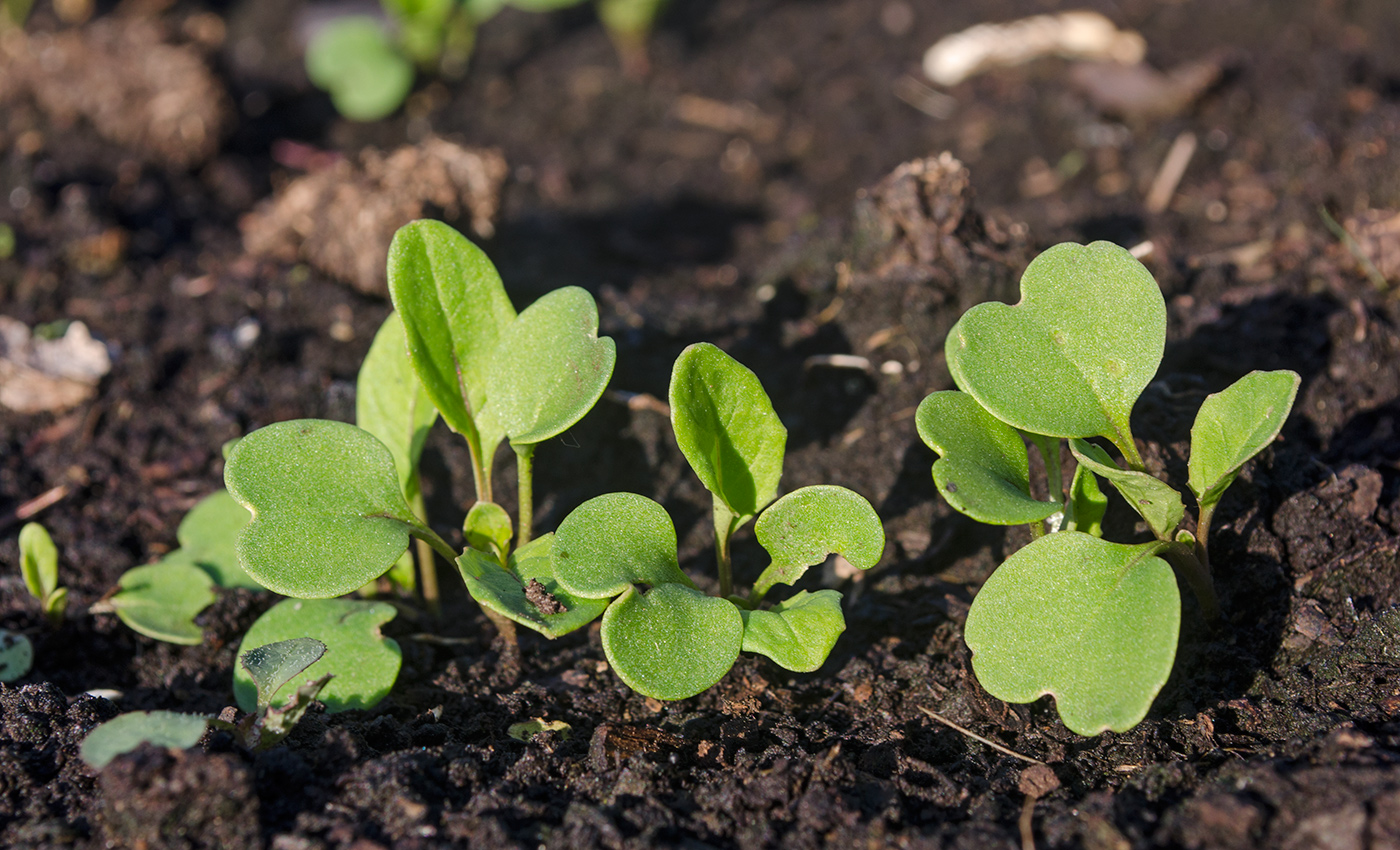 Изображение особи Eruca sativa.