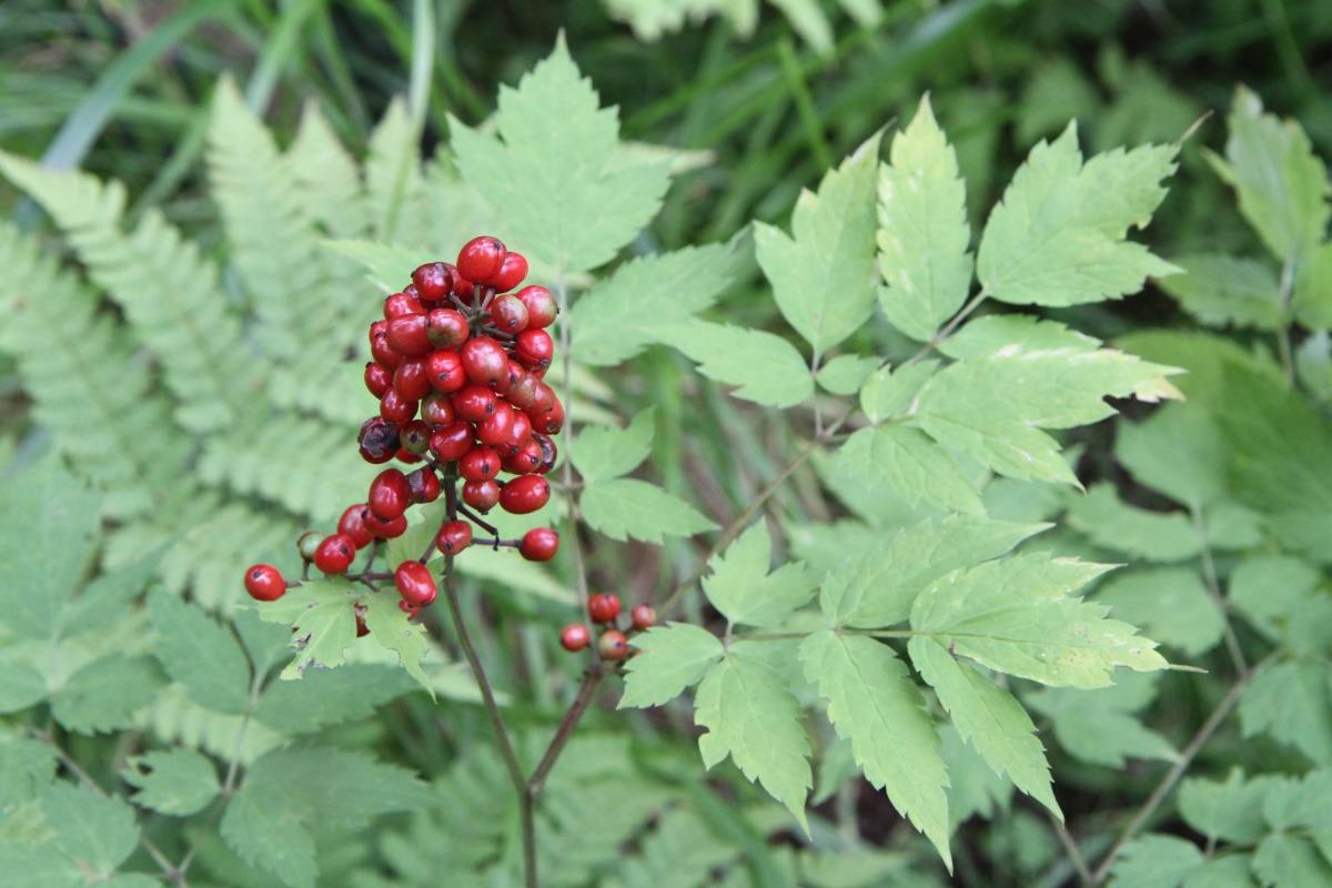 Image of Actaea erythrocarpa specimen.