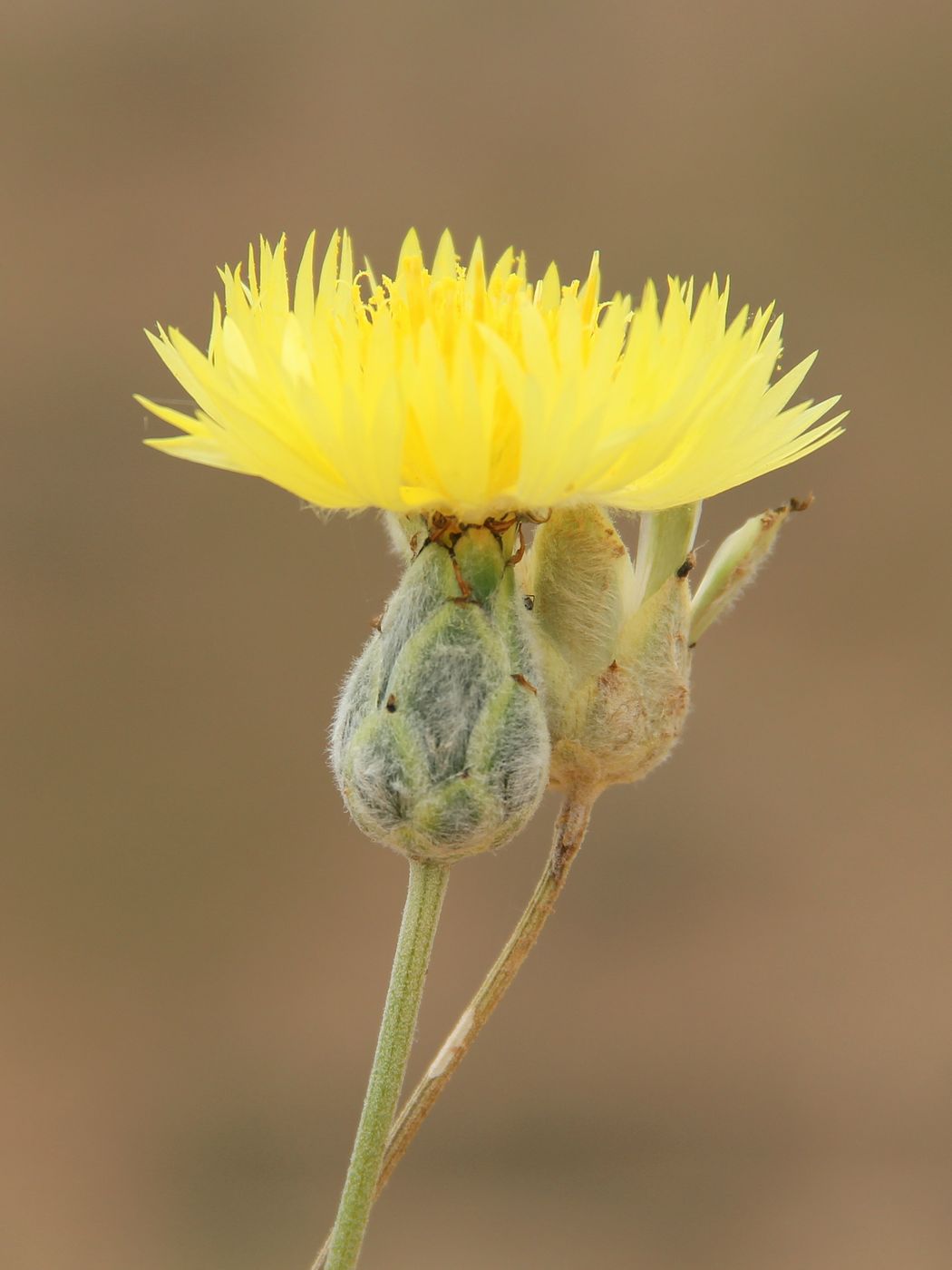 Изображение особи Amberboa turanica.