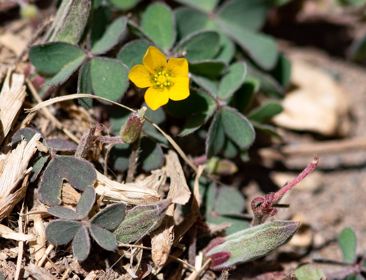 Image of genus Oxalis specimen.