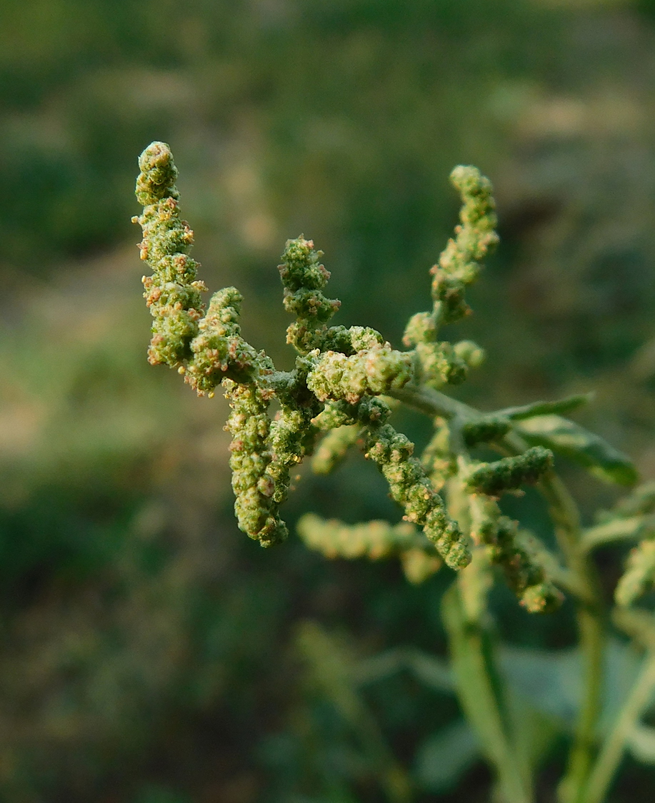 Изображение особи Atriplex micrantha.