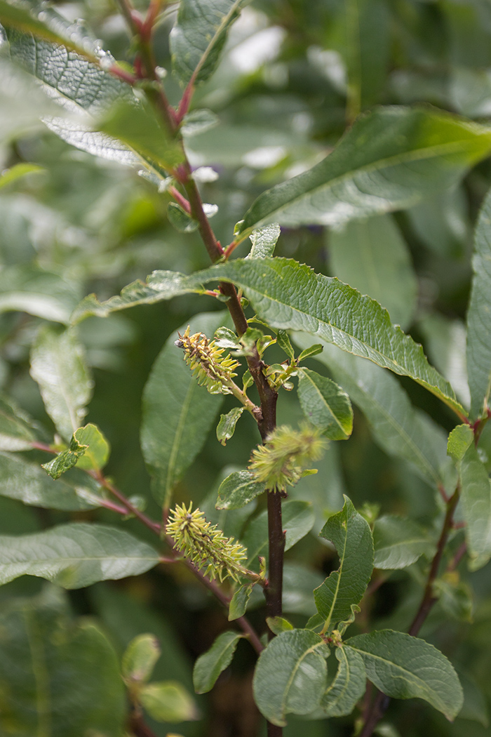 Изображение особи Salix caucasica.