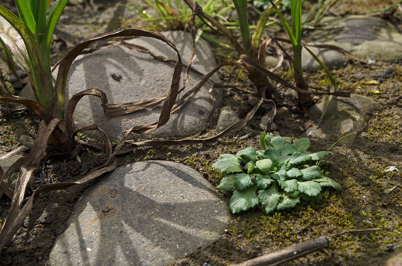 Image of Androsace filiformis specimen.