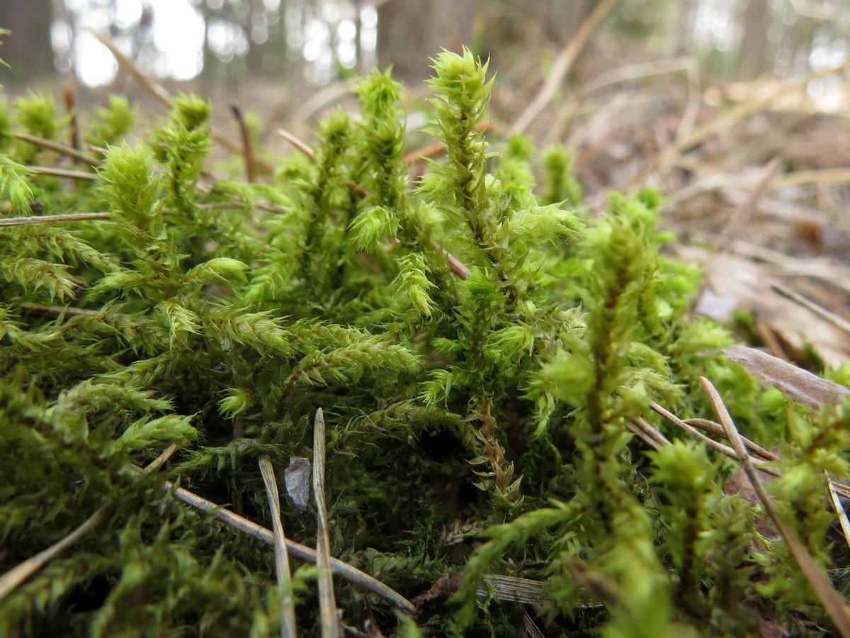 Изображение особи Rhytidiadelphus triquetrus.