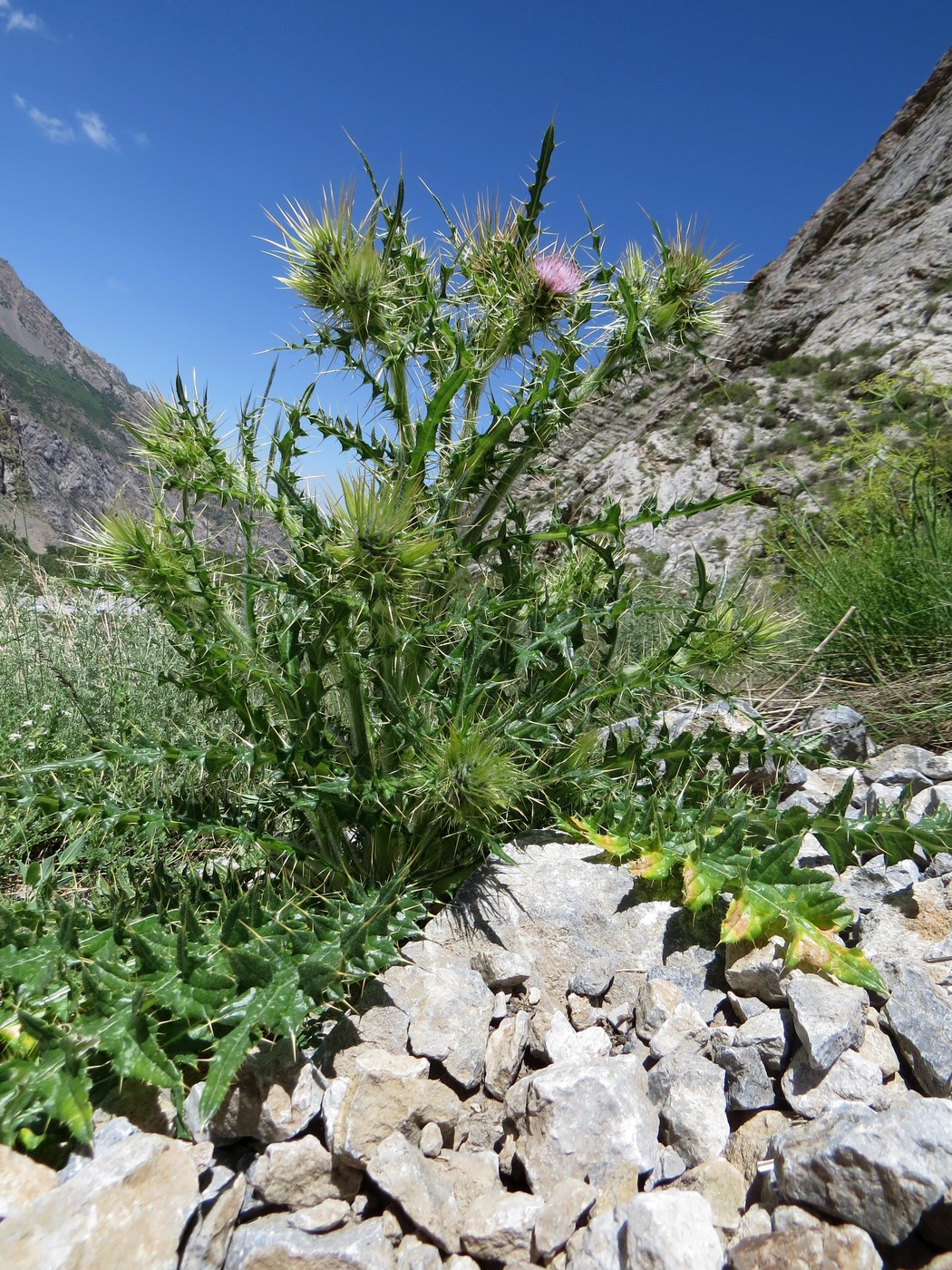 Изображение особи Cirsium semenowii.