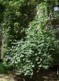 genus Lonicera