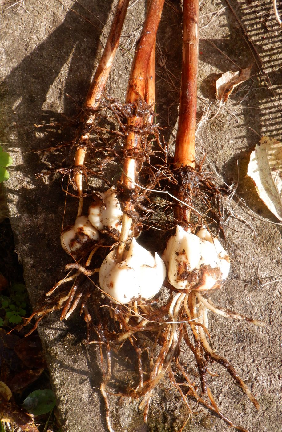 Image of Lilium lancifolium specimen.