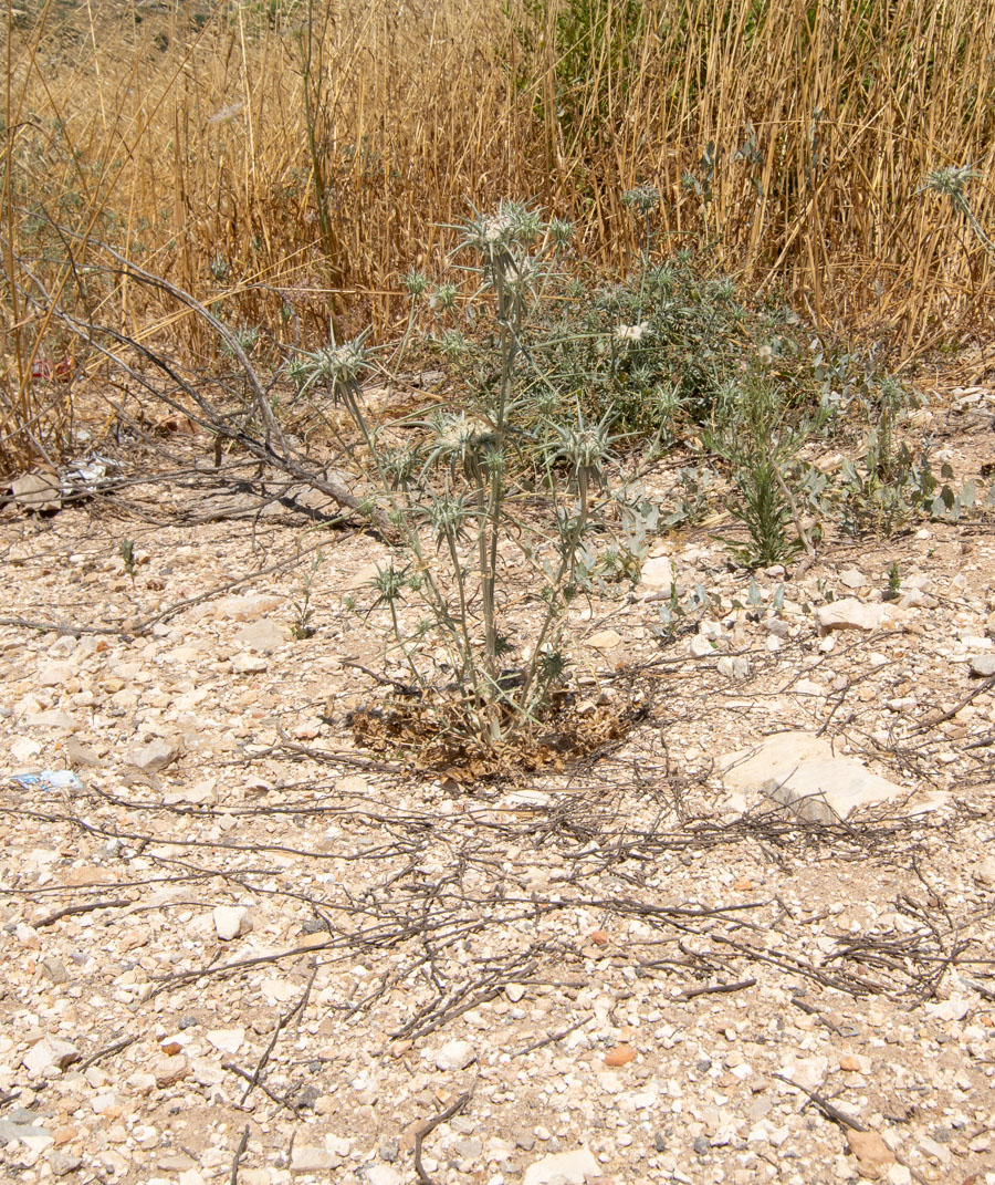 Image of Exoacantha heterophylla specimen.