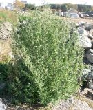 Chenopodium striatiforme
