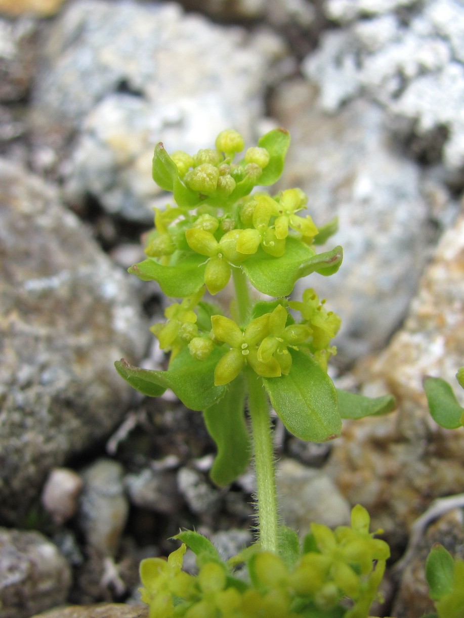 Изображение особи род Cruciata.