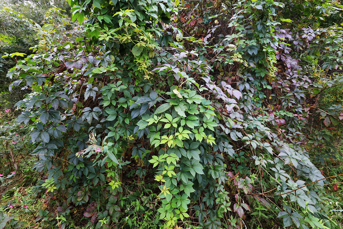 Image of Parthenocissus inserta specimen.