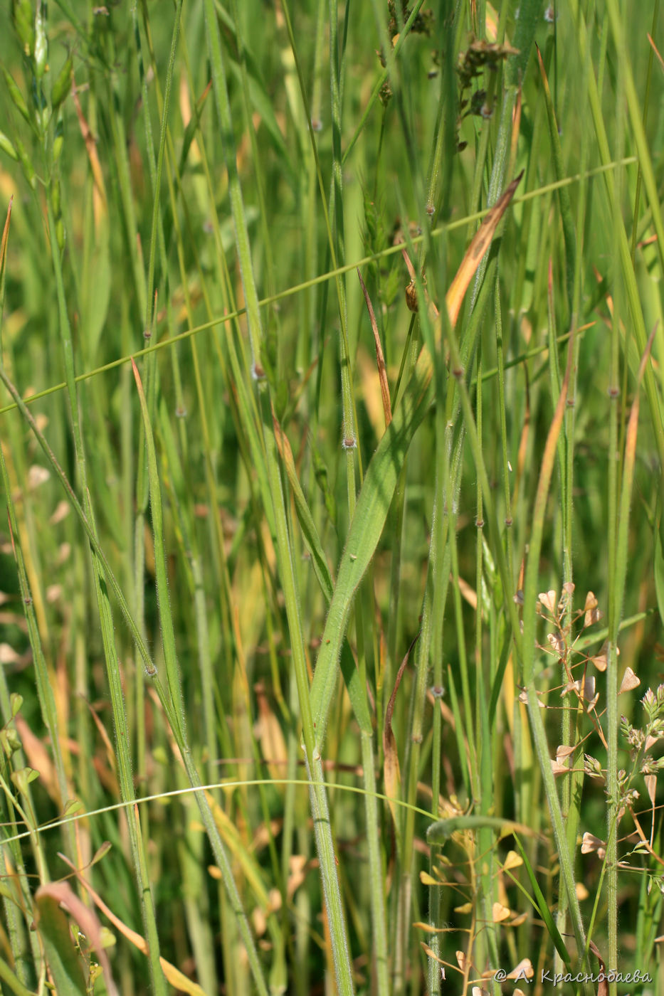 Изображение особи Bromus hordeaceus.