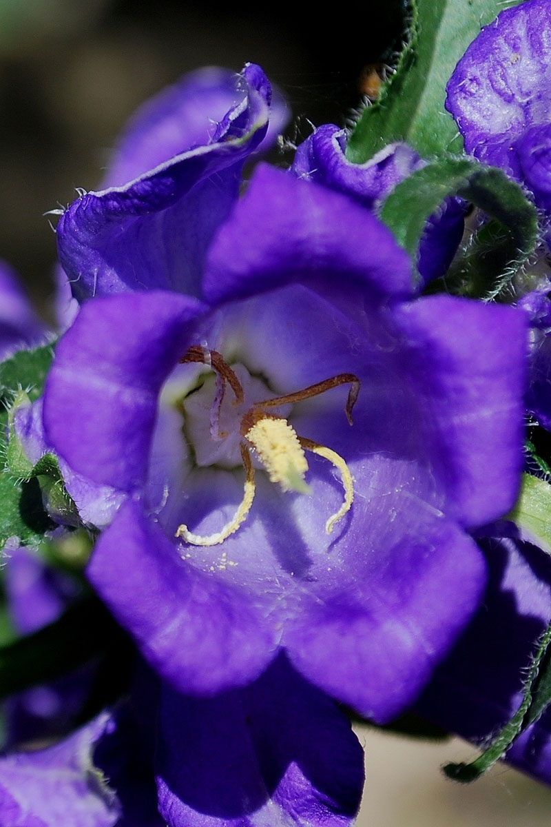 Изображение особи Campanula medium.