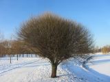 Salix fragilis var. sphaerica