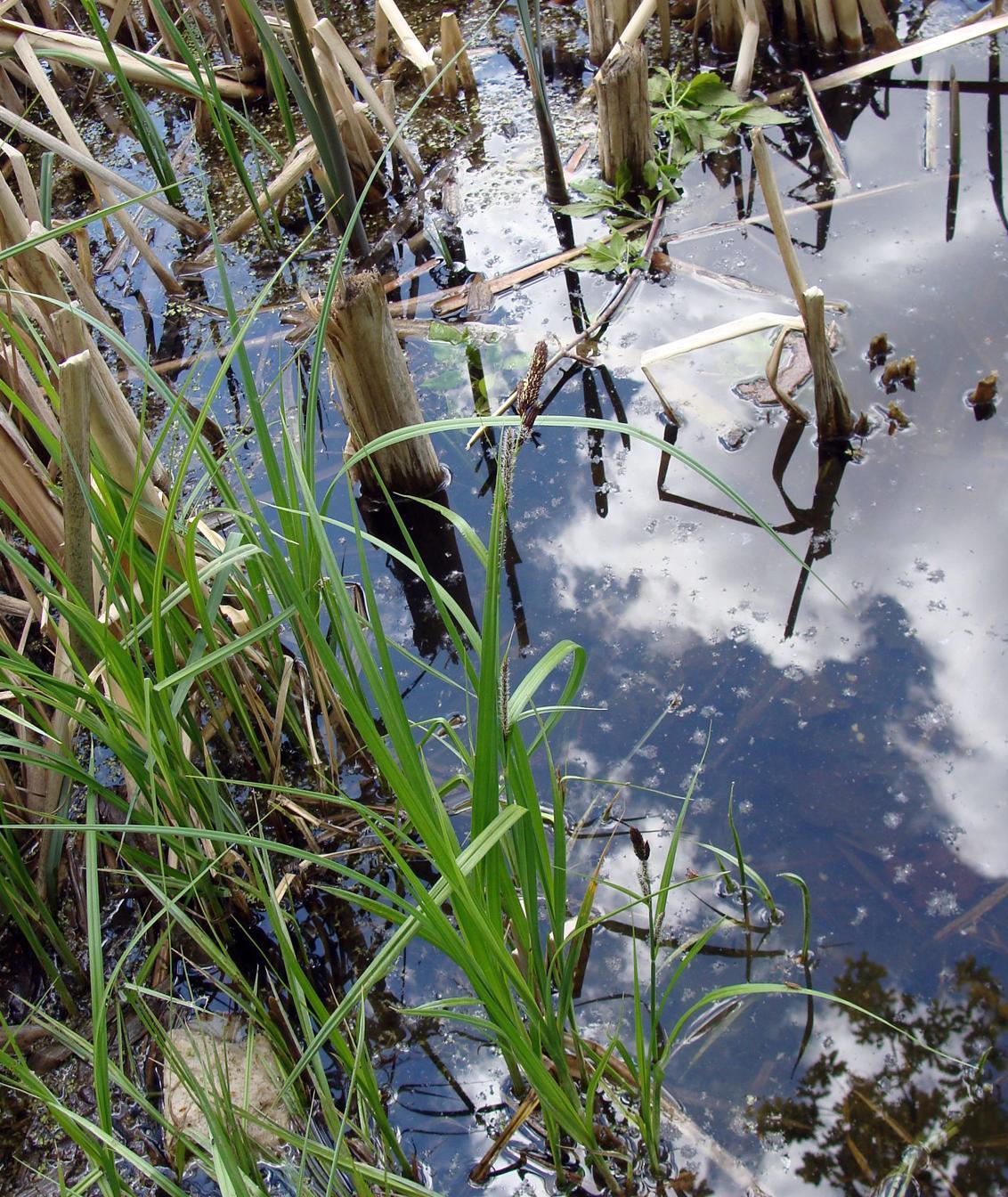 Image of genus Carex specimen.